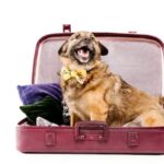 Cachorro dentro da mala de viagem